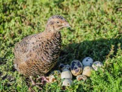 Vidokezo vya kuweka quail nyumbani kwa Kompyuta –