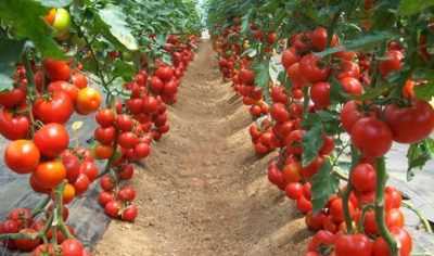 Açık alanda domatesler için yararlı gübreler