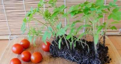 Açık toprağa domates fidesi dikme kuralları