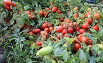 Açık zemin tohumlarında domates ekme kuralları
