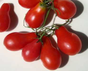 Armut biçimli domateslerin özellikleri