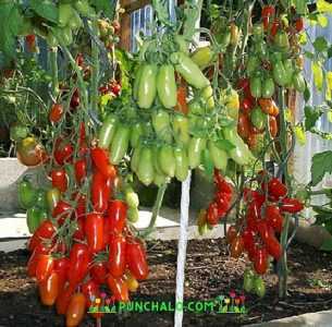 Auria domates özellikleri ve özellikleri