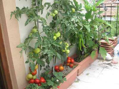 Balkonda domates yetiştiriciliği