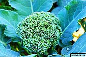 Banliyölerde büyüyen brokoli kuralları