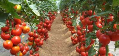 Bir serada domates ne zaman ekilir