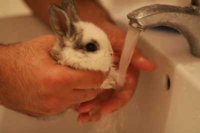 Bir tavşan nasıl yıkanır