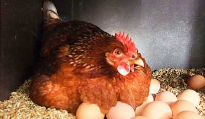 Bir tavuk nasıl yumurta taşır