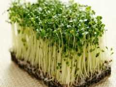 Brokoli filizi faydaları ve yetiştiriciliği