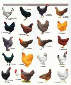 Büyük tavuk ırklarının çeşitleri