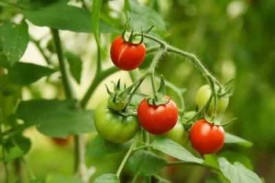 Büyüme sürecinde domateslerin sulanması