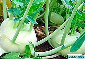 Büyüyen alabaş lahanasının özellikleri