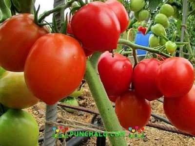 Çeşit domates Budenovka