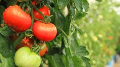 Çin domates yetiştirme yönteminin etkinliği