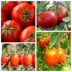 Cüce domates çeşitlerinin özellikleri