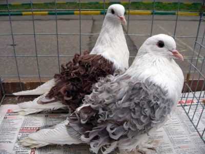 Dekoratif güvercin ırkları