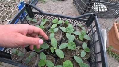 Dikimden önce salatalık tohumları nasıl çimlenir