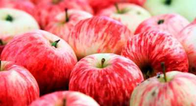 Domates çeşitlerinin tanımı Karda elma