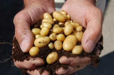 Elit patates çeşitlerinin en iyi tohumları