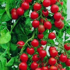 En popüler kiraz domates çeşitleri