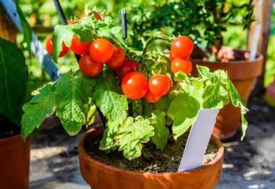 Evde domates fide bakımı