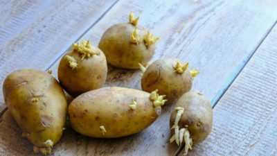 Filizlenmiş patates nasıl kullanılır