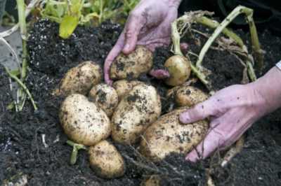 Filizlerden patates nasıl yetiştirilir
