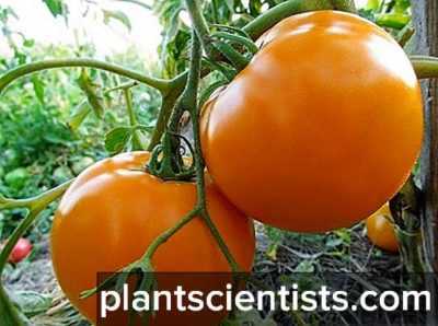 Fitoftora dayanıklı domates çeşitleri