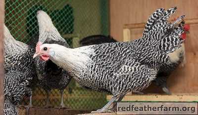 Forverk ırkı - sıradışı renkteki tavuklar