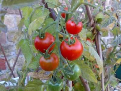 Ganichkina yöntemine göre domates fidelerinin yetiştirilmesi