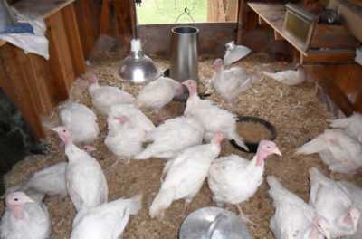 Gündüz ovoskopik ördek yumurtaları için kurallar ve öneriler