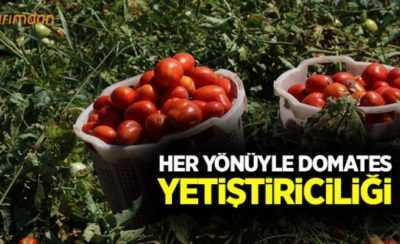Halk ilaçları ile gübreleme domates çeşitleri