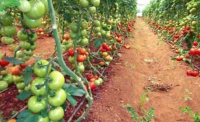 Hangi nedenle yapraklar domates fidelerinden düşer?