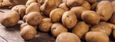 Hollandalı Colombo Patates Çeşitleri