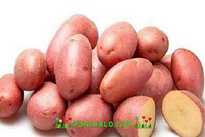 Kara Dünya için patates çeşitlerinin tanımı