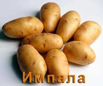 Karakteristik patates Romano çeşitleri