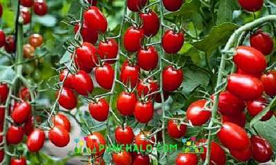 Kiraz Ira f1 domateslerin özellikleri