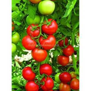 Klush domatesin özellikleri