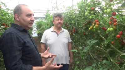 Kök çürüklerinden domates nasıl ve nasıl tedavi edilir