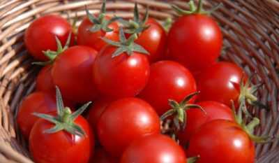 Korolevich çeşit domateslerin özellikleri