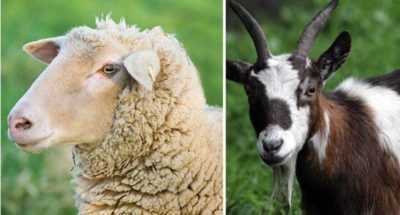 Koyun beslemek için temel kurallar
