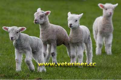 Koyun ve koyunlar ne zaman ve neden kesilir?