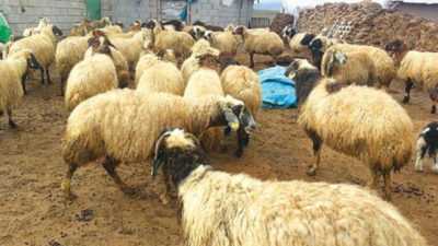 Koyun yetiştiriciliğinin ana yönleri