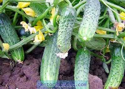Kül ile salatalık besleme özellikleri