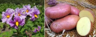 Lasunok patateslerinin özellikleri