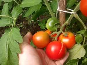 Leopold domateslerin tanımı ve özellikleri