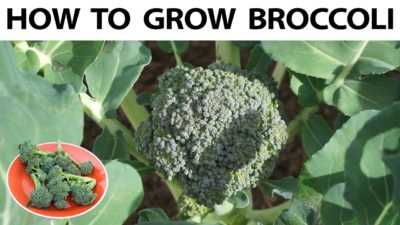 Macho F1 broccoli açıklaması