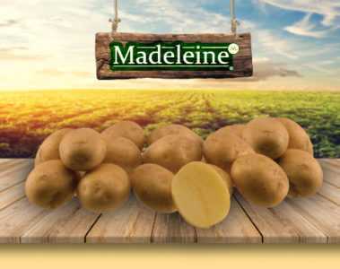Madeleine Potatoes'in özellikleri