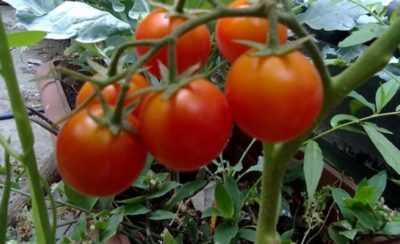 Meyve verme sırasında domates nasıl beslenir