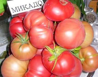 Mikado domates özellikleri