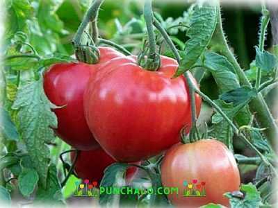Mishka Kosolapy çeşitli domates açıklaması